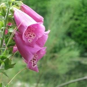 Meet your Posher, Monique